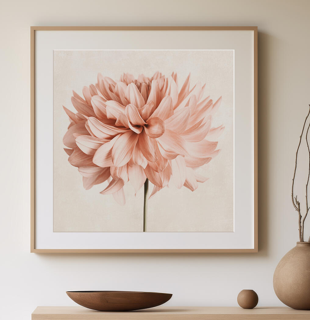Contemporary Dahlia Botanical Photograph in neutral tones.